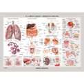 Carta Murale: Corpo Umano - Apparati e Organi — Poster
