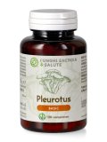 Pleurotus Basic